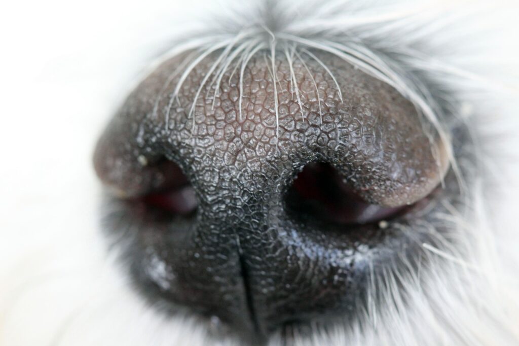 ワキガの匂いは距離によってどこまで気になるのか？