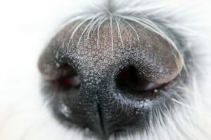 ワキガの匂いは距離によってどこまで気になるのか？