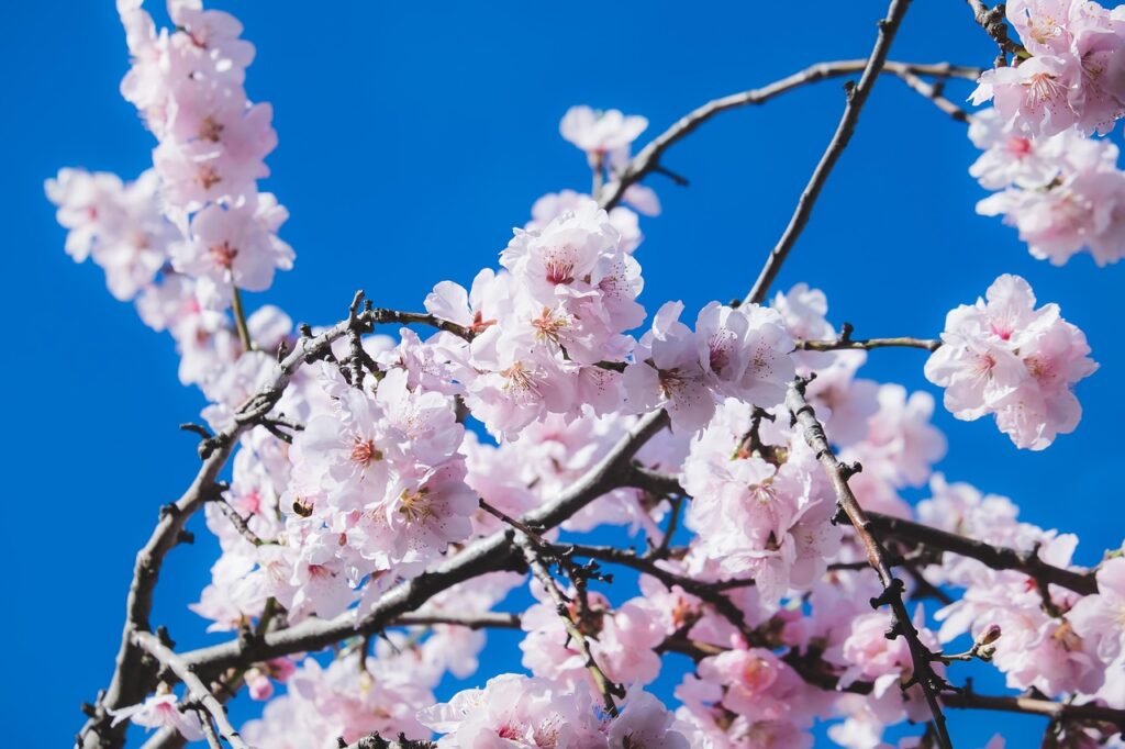 ワキガの匂い対策は何が効果的？